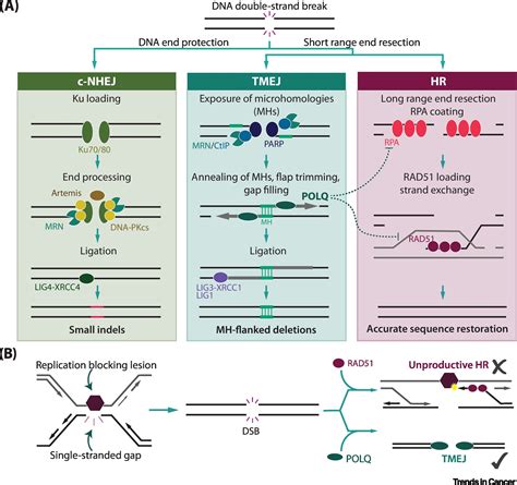 dna polymerase catalysis repair.